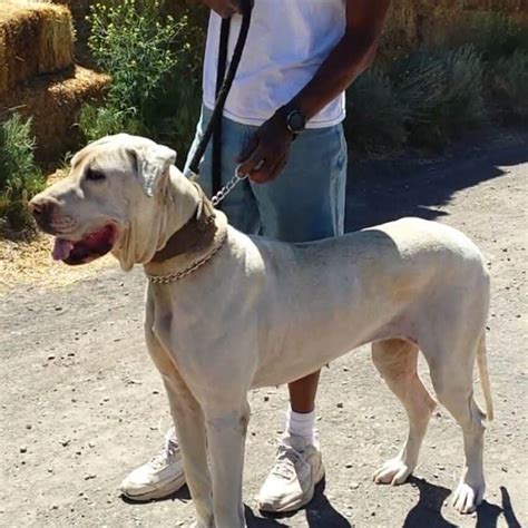 THE BULLY KUTTA .